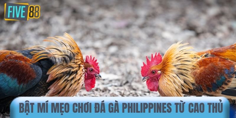 Bật mí mẹo chơi đá gà Philippines từ cao thủ