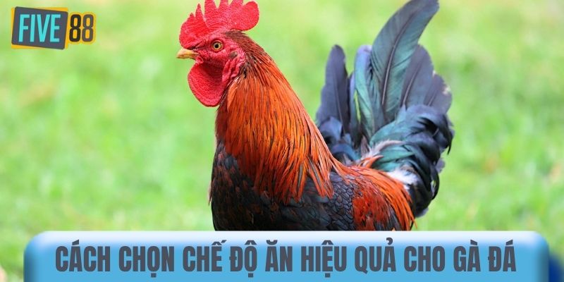 Cách chọn chế độ ăn hiệu quả cho gà đá 