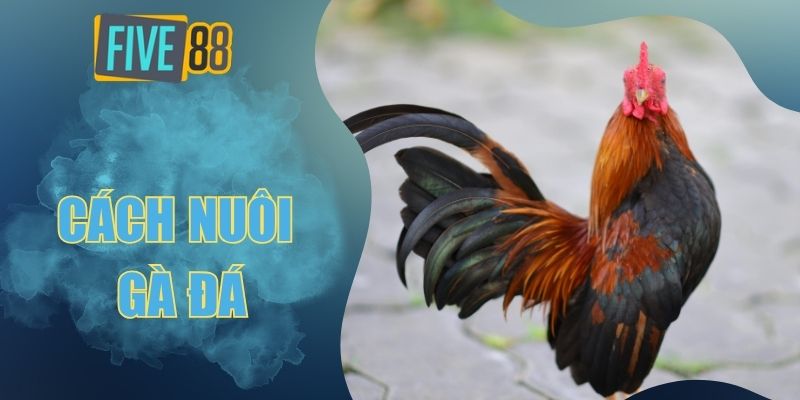 cách nuôi gà đá