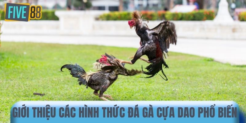 Giới thiệu các hình thức đá gà cựa dao phổ biến 