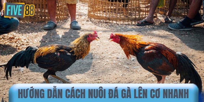 Hướng dẫn cách nuôi đá gà lên cơ nhanh 