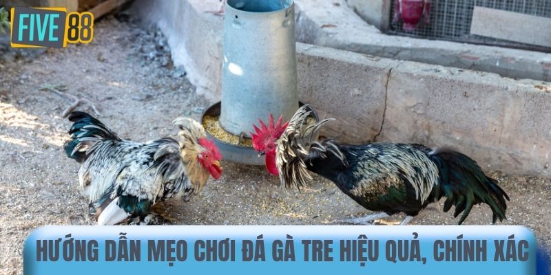 Hướng dẫn mẹo chơi đá gà tre hiệu quả, chính xác