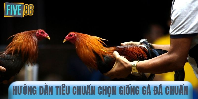Hướng dẫn tiêu chuẩn chọn giống gà đá chuẩn 
