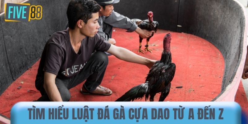 Tìm hiểu luật đá gà cựa dao từ A đến Z 