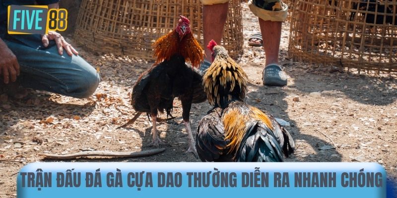Trận đấu đá gà cựa dao thường diễn ra nhanh chóng 